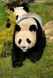 Giant panda (Ailuropoda melanoleuca) walking, captive, Zoo Parc, Beauval, Endangered Giant panda (Ailuropoda melanoleuca) walking, captive, Zoo Parc, Beauval, Endangered