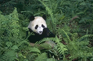 Images Dated 18th December 2006: Giant panda {Ailuropoda melanoleuca} Wolong Nature Reserve, Sichuan, China