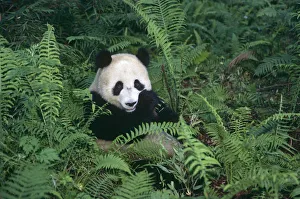 Giant panda {Ailuropoda melanoleuca} Wolong Nature Reserve, Sichuan, China Giant panda {Ailuropoda melanoleuca} Wolong Nature Reserve, Sichuan, China