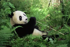 Giant panda eating bamboo {Ailuropoda melanoleuca} Wolong NR, Qionglai mts, Sichuan Giant panda eating bamboo {Ailuropoda melanoleuca} Wolong NR, Qionglai mts, Sichuan