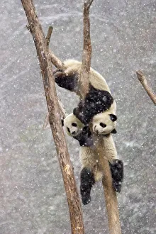 Two Giant pandas {Ailuropoda melanoleuca} climbing tree trunk in snow storm, Sichuan Two Giant pandas {Ailuropoda melanoleuca} climbing tree trunk in snow storm, Sichuan