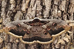 Giant peacock moth (Saturnia pyri) Sierra de Grazalema Natural Park, Ubrique, southern Spain Giant peacock moth (Saturnia pyri) Sierra de Grazalema Natural Park, Ubrique, southern Spain