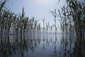 Giant reeds (Arundo donax) Lagadin region, Lake Ohrid, Galicica National Park, Macedonia Giant reeds (Arundo donax) Lagadin region, Lake Ohrid, Galicica National Park, Macedonia