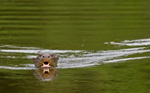 Giant river otter / Giant Brazillian otter (Pteronura brasiliensis) swimming, Tambopata Giant river otter / Giant Brazillian otter (Pteronura brasiliensis) swimming, Tambopata