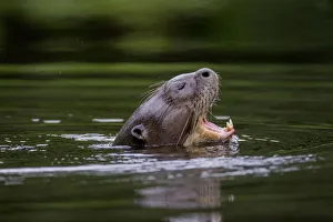 Giant river otter (Pteronura brasiliensis) yawning at water surface, Yasuni National Park Giant river otter (Pteronura brasiliensis) yawning at water surface, Yasuni National Park