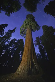 Giant sequoia (Sequoiadendron giganteum) tree in forest at night Giant sequoia (Sequoiadendron giganteum) tree in forest at night