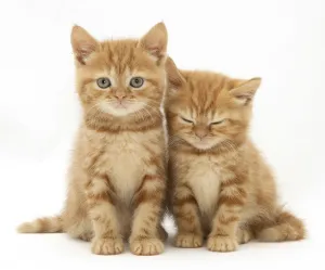Two ginger domestic kittens (Felis catus) Two ginger domestic kittens (Felis catus)