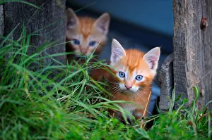 Ginger Kittens (Felis catus) in garden. France, September Ginger Kittens (Felis catus) in garden. France, September