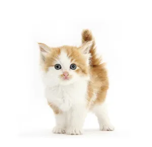 Ginger and white kitten looking at camera Ginger and white kitten looking at camera
