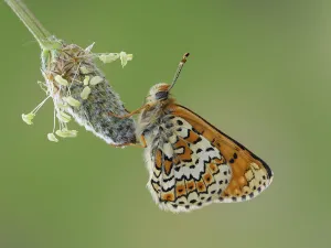 Glanville fritillary butterfly (Melitaea cinxia) roosting on larval foodplant Ribwort Glanville fritillary butterfly (Melitaea cinxia) roosting on larval foodplant Ribwort