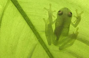 Glass frog 1+Hyalinobatrachium sp+2 Amazonia, SE Ecuador Glass frog 1+Hyalinobatrachium sp+2 Amazonia, SE Ecuador