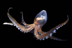 Images Dated 6th December 2015: Glass octopus (Vitreledonella richardi). deep sea species from Atlantic Ocean off Cape Verde
