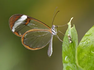 Glasswing butterfly (Greta oto), Mariposario del Drago, Icod de Los Vinos, Tenerife Glasswing butterfly (Greta oto), Mariposario del Drago, Icod de Los Vinos, Tenerife