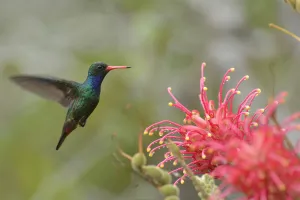 Glittering-bellied Emerald (Chlorostilbon lucidus) in flight to Grevillea banksii flowers Glittering-bellied Emerald (Chlorostilbon lucidus) in flight to Grevillea banksii flowers