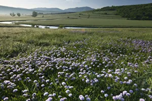 Globe daisy (Globularia meridionalis) flowers by the Sturba River Globe daisy (Globularia meridionalis) flowers by the Sturba River