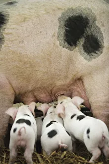 Gloucester old spot piglets (Sus scrofa domestica) suckling at the Cotswold Farm Show Gloucester old spot piglets (Sus scrofa domestica) suckling at the Cotswold Farm Show