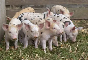 Gloucester Oldspot Piglets (Sus scrofa domestica) in sty. UK Gloucester Oldspot Piglets (Sus scrofa domestica) in sty. UK