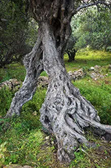 Gnarled trunk of an Olive tree (Olea europea) Kolimvaro, Crete, Greece, April 2009 Gnarled trunk of an Olive tree (Olea europea) Kolimvaro, Crete, Greece, April 2009