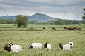 Goats and Cattle grazing on farmland at Shapwick Heath (Somerset Wildlife Trust) Nature Reserve Goats and Cattle grazing on farmland at Shapwick Heath (Somerset Wildlife Trust) Nature Reserve