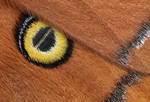Godman's silkmoth (Antheraea godmani) close up of eye spot on wing, Chiriqui Province Godman's silkmoth (Antheraea godmani) close up of eye spot on wing, Chiriqui Province