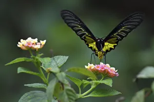 Golden Birdwing butterfly (Troides aeacus) Sheding Forest park, Kenting National Park Golden Birdwing butterfly (Troides aeacus) Sheding Forest park, Kenting National Park