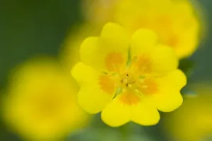 Golden cinquefoil (Potentilla aurea) flowers, Liechtenstein, June 2009 Golden cinquefoil (Potentilla aurea) flowers, Liechtenstein, June 2009
