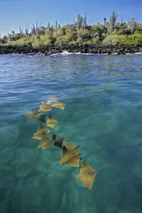 Golden cownose rays (Rhinoptera steindachnyri) schooling in sheltered mangrove lagoon Golden cownose rays (Rhinoptera steindachnyri) schooling in sheltered mangrove lagoon