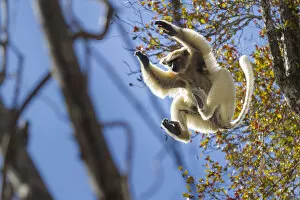 Images Dated 29th October 2013: Golden-crowned Sifaka (Propithecus tattersalli) leaping through forest canopy. Forests