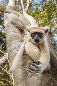 Golden-crowned Sifaka or Tattersall's Sifaka (Propithecus tattersalli) climbing Golden-crowned Sifaka or Tattersall's Sifaka (Propithecus tattersalli) climbing