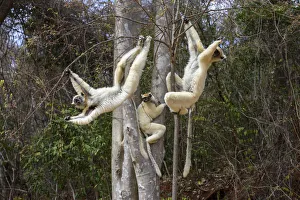 Golden-crowned Sifakas or Tattersall's Sifakas (Propithecus tattersalli) feeding Golden-crowned Sifakas or Tattersall's Sifakas (Propithecus tattersalli) feeding