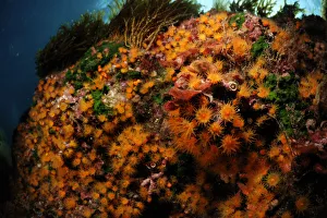 Golden cup coral (Astroides calycularis) Malta, Mediteranean, May 2009 Golden cup coral (Astroides calycularis) Malta, Mediteranean, May 2009