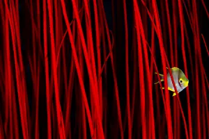 Golden damselfish (Amblyglyphidodon aureus) hiding amongst the branches of red whip coral Golden damselfish (Amblyglyphidodon aureus) hiding amongst the branches of red whip coral