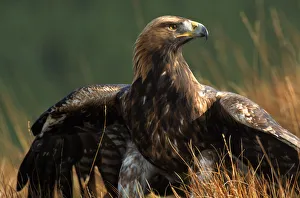 Golden eagle, 4th year male, Scotland. Captive bird Golden eagle, 4th year male, Scotland. Captive bird