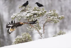 Golden eagle (Aquila chrysaetos) in flight with two Common ravens (Corvus corax Golden eagle (Aquila chrysaetos) in flight with two Common ravens (Corvus corax