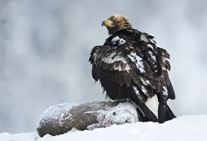 Golden eagle (Aquila chrysaetos) perched on deer carcass in snow, Flatanger, Norway Golden eagle (Aquila chrysaetos) perched on deer carcass in snow, Flatanger, Norway