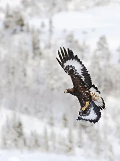Golden eagle (Aquila chrysaetos) in flight, Flatanger, Norway, November 2008 Golden eagle (Aquila chrysaetos) in flight, Flatanger, Norway, November 2008