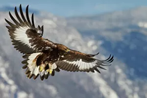 Underside Collection: Golden Eagle (Aquila chrysaetos) juvenile in flight, Norway, November