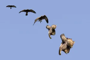 Golden Eagle (Aquila chrysaetos) swooping. The sequence of folding wings to gain speed Golden Eagle (Aquila chrysaetos) swooping. The sequence of folding wings to gain speed