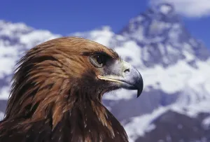 Golden eagle head portrait {Aquila chrysaetos} powerful hook bill, Switzerland Golden eagle head portrait {Aquila chrysaetos} powerful hook bill, Switzerland