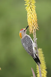 Golden-fronted Woodpecker (Melanerpes aurifrons), male feeding from Torch Lily Golden-fronted Woodpecker (Melanerpes aurifrons), male feeding from Torch Lily