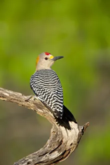 Golden-fronted woodpecker (Melanerpes aurifrons), male, Cozad Ranch, Rio Grande Valley Golden-fronted woodpecker (Melanerpes aurifrons), male, Cozad Ranch, Rio Grande Valley