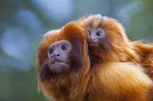 Golden lion tamarin (Leontopithecus rosalia) mother with baby on back Golden lion tamarin (Leontopithecus rosalia) mother with baby on back