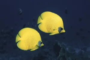 Two Golden / Masked butterflyfish, Red Sea, Eygpt Two Golden / Masked butterflyfish, Red Sea, Eygpt