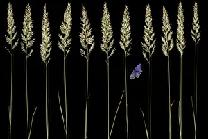 Golden oat grass (Trisetum flavescens) and Silver studded blue butterfly (Plebejus Golden oat grass (Trisetum flavescens) and Silver studded blue butterfly (Plebejus