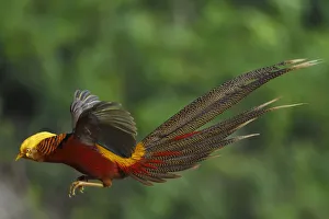 Golden pheasant 1+Chrysolophus pictus+2 male jumping, Yangxian Biosphere Reserve Golden pheasant 1+Chrysolophus pictus+2 male jumping, Yangxian Biosphere Reserve