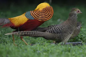 Golden pheasant (Chrysolophus pictus) displaying to female pheasants at Yangxian Nature Golden pheasant (Chrysolophus pictus) displaying to female pheasants at Yangxian Nature