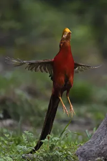 Golden pheasant (Chrysolophus pictus) male jumping, Yangxian Biosphere Reserve, Shaanxi Golden pheasant (Chrysolophus pictus) male jumping, Yangxian Biosphere Reserve, Shaanxi