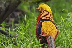 Golden pheasant (Chrysolophus pictus) male walking through the forest , Tangjiahe Golden pheasant (Chrysolophus pictus) male walking through the forest , Tangjiahe