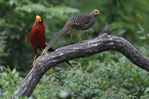 Golden pheasant (Chrysolophus pictus) male and female, Yangxian nature reserve, Shaanxi Golden pheasant (Chrysolophus pictus) male and female, Yangxian nature reserve, Shaanxi