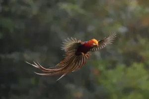 Golden pheasant (Chrysolophus pictus) male in flight, Yangxian nature reserve, Shaanxi Golden pheasant (Chrysolophus pictus) male in flight, Yangxian nature reserve, Shaanxi